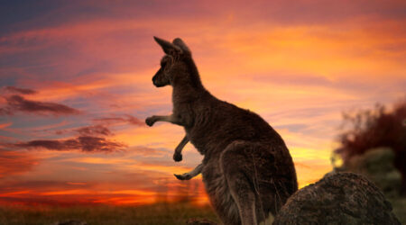 Australia: The Bridging Visa